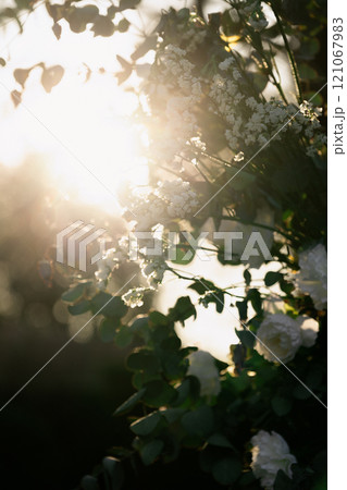 The sun shines through the leaves of a tree with white flowers 121067983