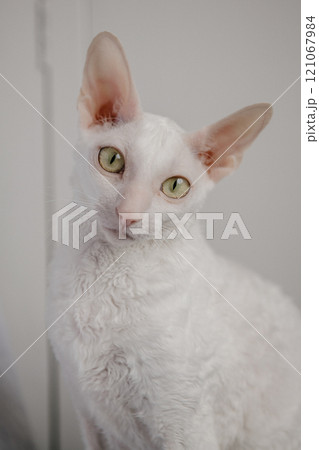 A closeup of a fluffy white cat with bright green eyes looking at the camera 121067984