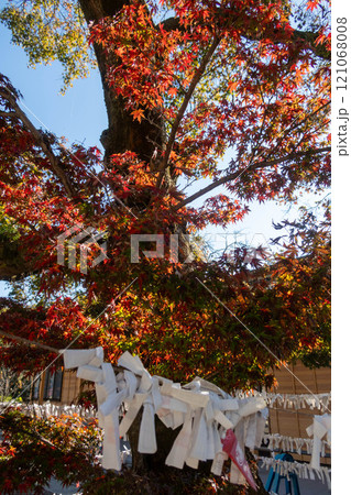 少林山達磨寺 結ばれた御神籤 少林山達磨寺 結ばれた御神籤 121068008