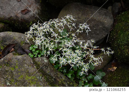 赤目渓谷の苔むした岩場で見られた白色の花弁が大の字になった花の花序が綺麗なダイモンジソウ 赤目渓谷の苔むした岩場で見られた白色の花弁が大の字になった花の花序が綺麗なダイモンジソウ 121068255