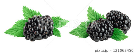 blackberry with leaf isolated on a white background closeup. Clipping path and full depth of field 121068450