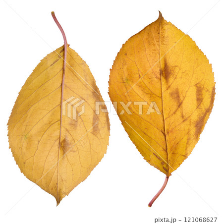 Yellow cherry leaf on isolated background, close up Yellow cherry leaf on isolated background, close up 121068627