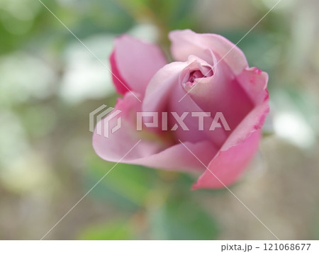 紫の薔薇 紫の薔薇 121068677