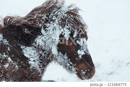 冬の道産子 冬の道産子 121068775