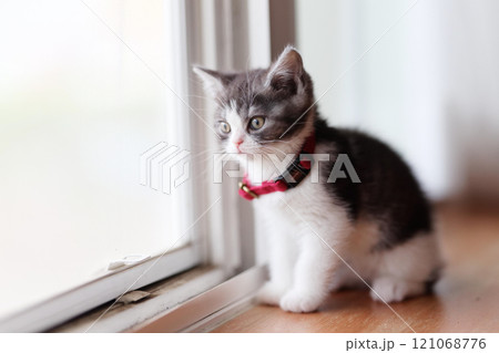 窓辺の子猫 窓辺の子猫 121068776
