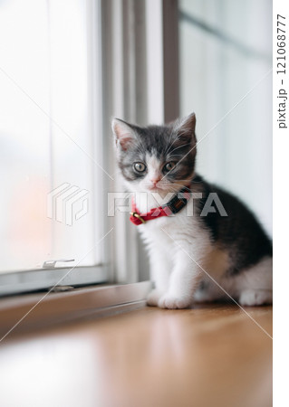 窓辺の子猫 窓辺の子猫 121068777
