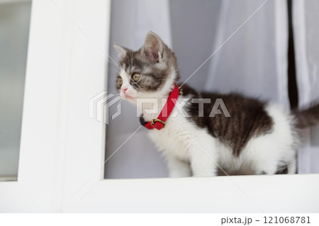 窓辺の子猫 121068781