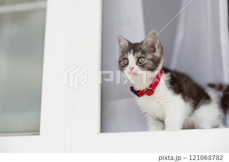 窓辺の子猫 121068782