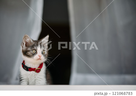 窓辺の子猫 121068783