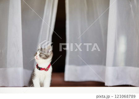 窓辺の子猫 121068789
