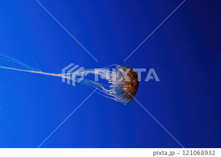 macro photography underwater northern sea nettle or brown jellyfish jellyfish 121068932