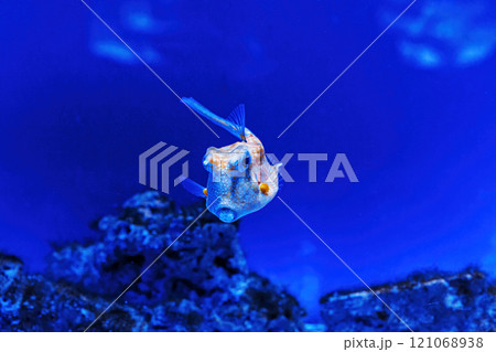 Underwater shot of fish Lactoria cornuta Underwater shot of fish Lactoria cornuta 121068938