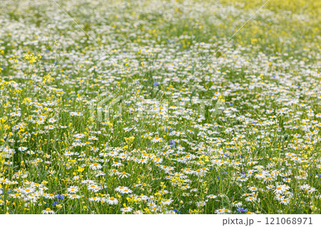 Beautiful summer field of daisies 121068971