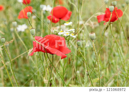 Beautiful flowers red poppies 121068972