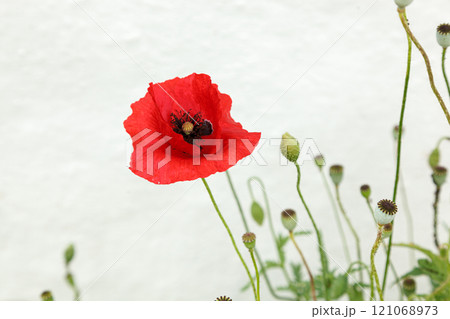 Beautiful flowers red poppies 121068973