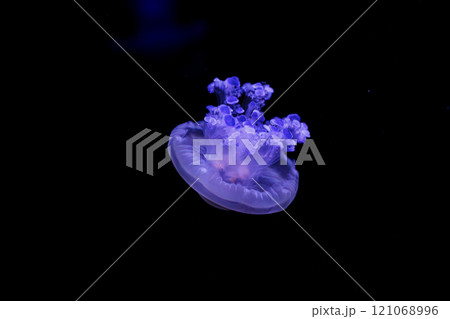 underwater shooting of beautiful Cotylorhiza tuberculata underwater shooting of beautiful Cotylorhiza tuberculata 121068996