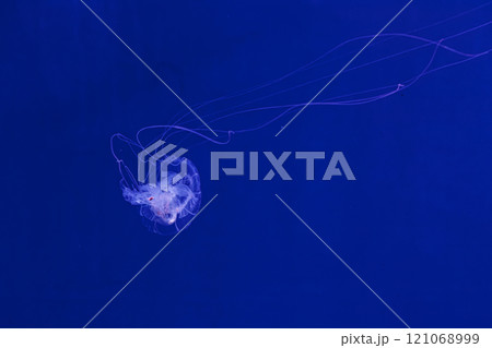 underwater shooting of beautiful Amakusa Jellyfish small (Sanderia Malayensis) 121068999