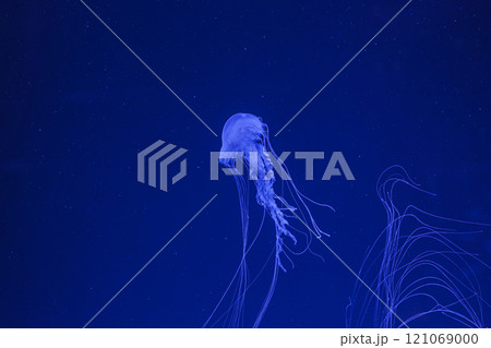underwater shot of beautiful Chrysaora quinquecirha underwater shot of beautiful Chrysaora quinquecirha 121069000