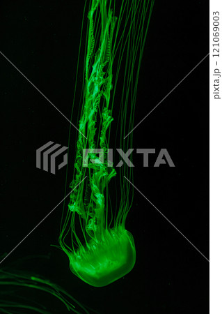 underwater shot of beautiful Chrysaora quinquecirha 121069003