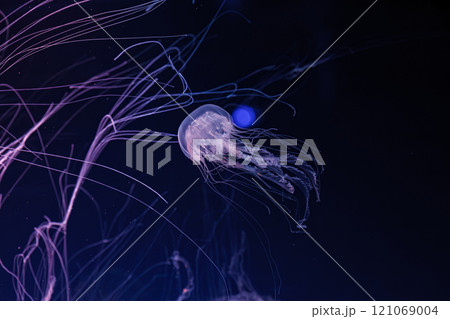 underwater shooting of beautiful Chrysaora lactea underwater shooting of beautiful Chrysaora lactea 121069004