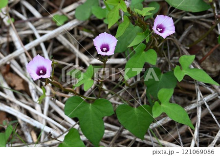武庫川の河川敷で見た淡紅色の中心が紅色の小さな花が三つ咲いている可愛い帰化植物のホシアサガオ 121069086