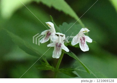 箕面の山で見た白色の花弁に紫色の斑紋が入る花の形を「招き猫」に見立てた可愛いマネキグサ 箕面の山で見た白色の花弁に紫色の斑紋が入る花の形を「招き猫」に見立てた可愛いマネキグサ 121069128