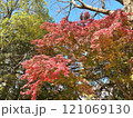 紅葉した木々 121069130