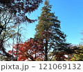 紅葉した木々 121069132