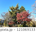 紅葉した木々 121069133
