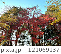 紅葉した木々 121069137