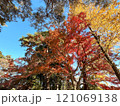 紅葉した木々 121069138
