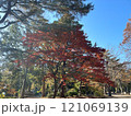 紅葉した木々 121069139