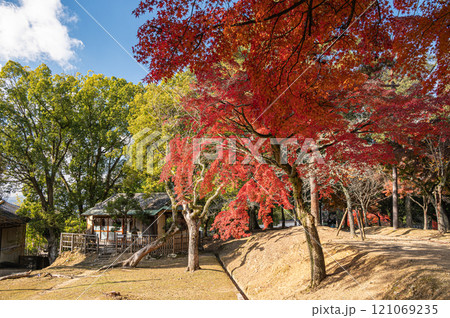 紅葉の奈良公園 紅葉の奈良公園 121069235
