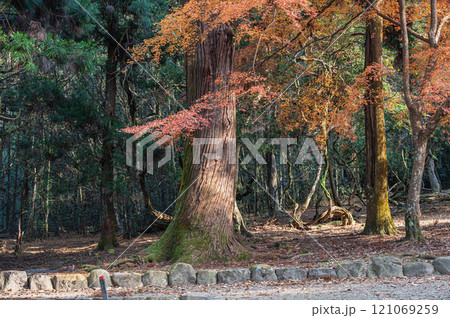 奈良公園の樹林　 121069259