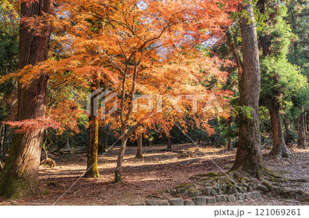 奈良公園 紅葉の樹林 奈良公園 紅葉の樹林 121069261
