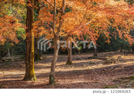 奈良公園　紅葉の樹林　 121069263