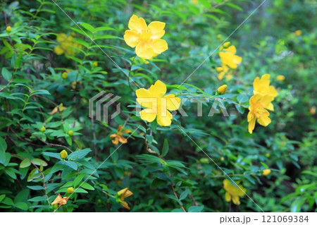 キンシバイの花 121069384