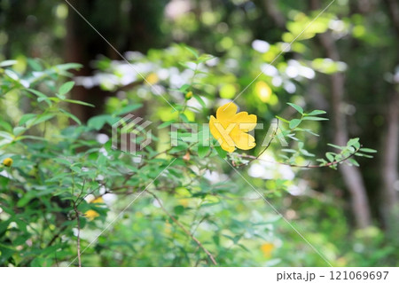 キンシバイの花 121069697