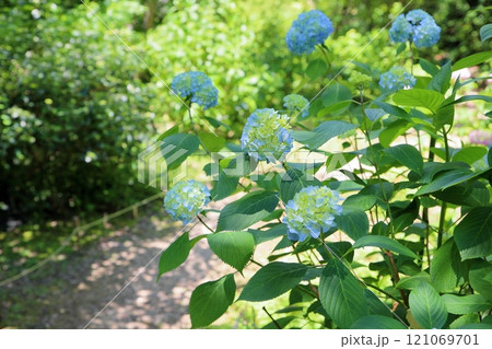 爽やか　ヒメアジサイの花 121069701