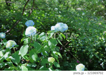 ヒメアジサイの花 ヒメアジサイの花 121069702