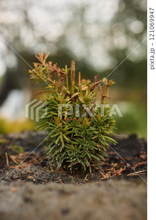 A Beautiful and Vibrant Green Sapling is Growing in a Natural Environment Full of Life 121069947
