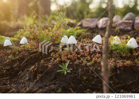 An Enchanting Forest Scene Featuring Delicate White Mushrooms Amidst Lush Greenery 121069961