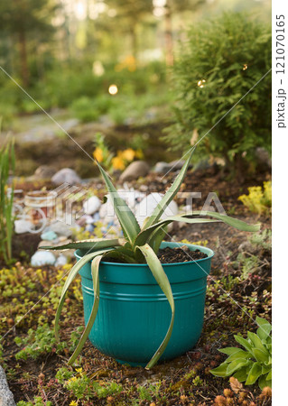 Beautiful and Vibrant Aloe Vera Plant Potted in a Turquoise Pot, Set in a Lush Garden Setting Beautiful and Vibrant Aloe Vera Plant Potted in a Turquoise Pot, Set in a Lush Garden Setting 121070165