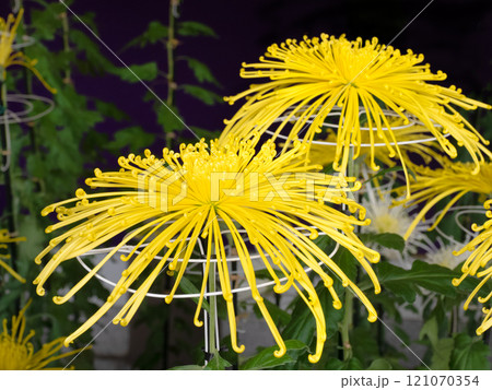 和菊　管物菊 121070354