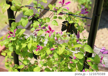 クレマチスの花　ぺヴェールプロフュージョン 121070389