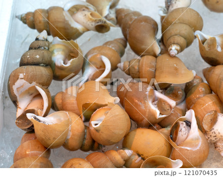 市場に並んだ白バイ貝 121070435