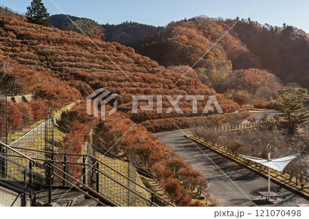 宮ヶ瀬湖　鳥居原園地の秋景　神奈川県相模原市緑区 121070498