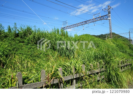 雑草で荒れ放題の電車の線路脇 雑草で荒れ放題の電車の線路脇 121070980