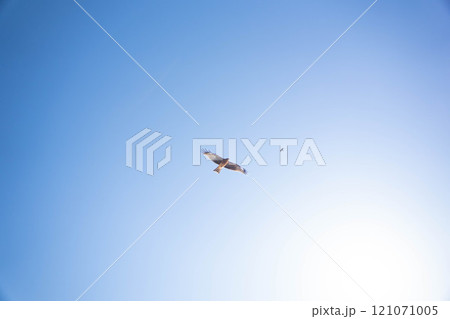 青空を飛ぶ2羽のトビ 青空を飛ぶ2羽のトビ 121071005