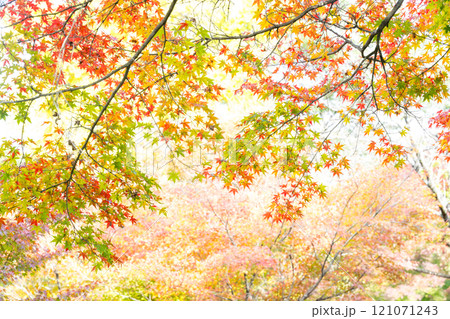 もみじが美しい熊本の紅葉スポット 121071243